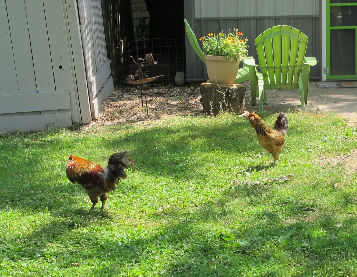 Chickens of Sycamore 1a