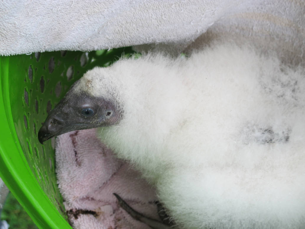 Fluffy Baby Turkey Vulture 1 by Windthin