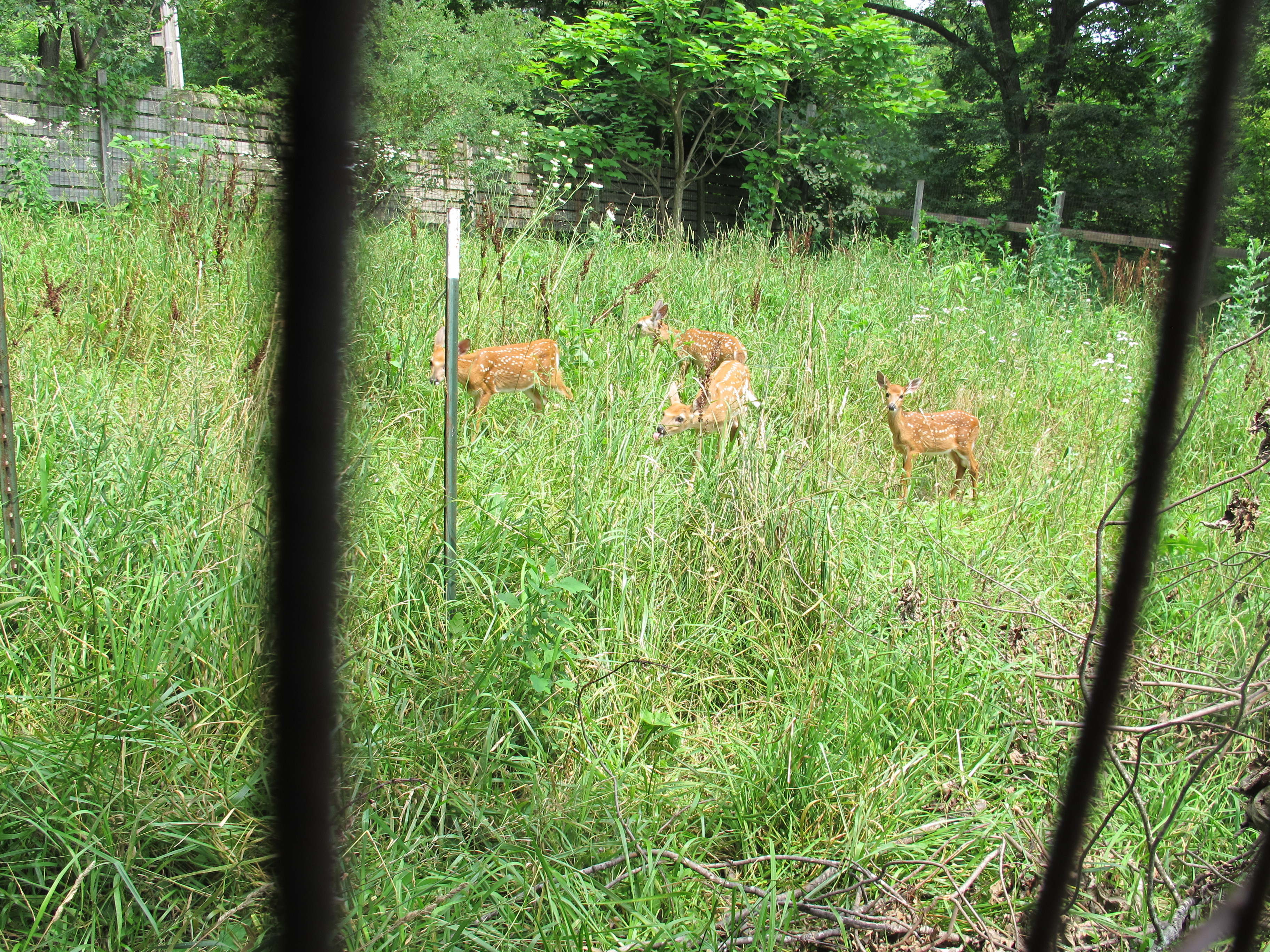 Fenced In Fawns 1