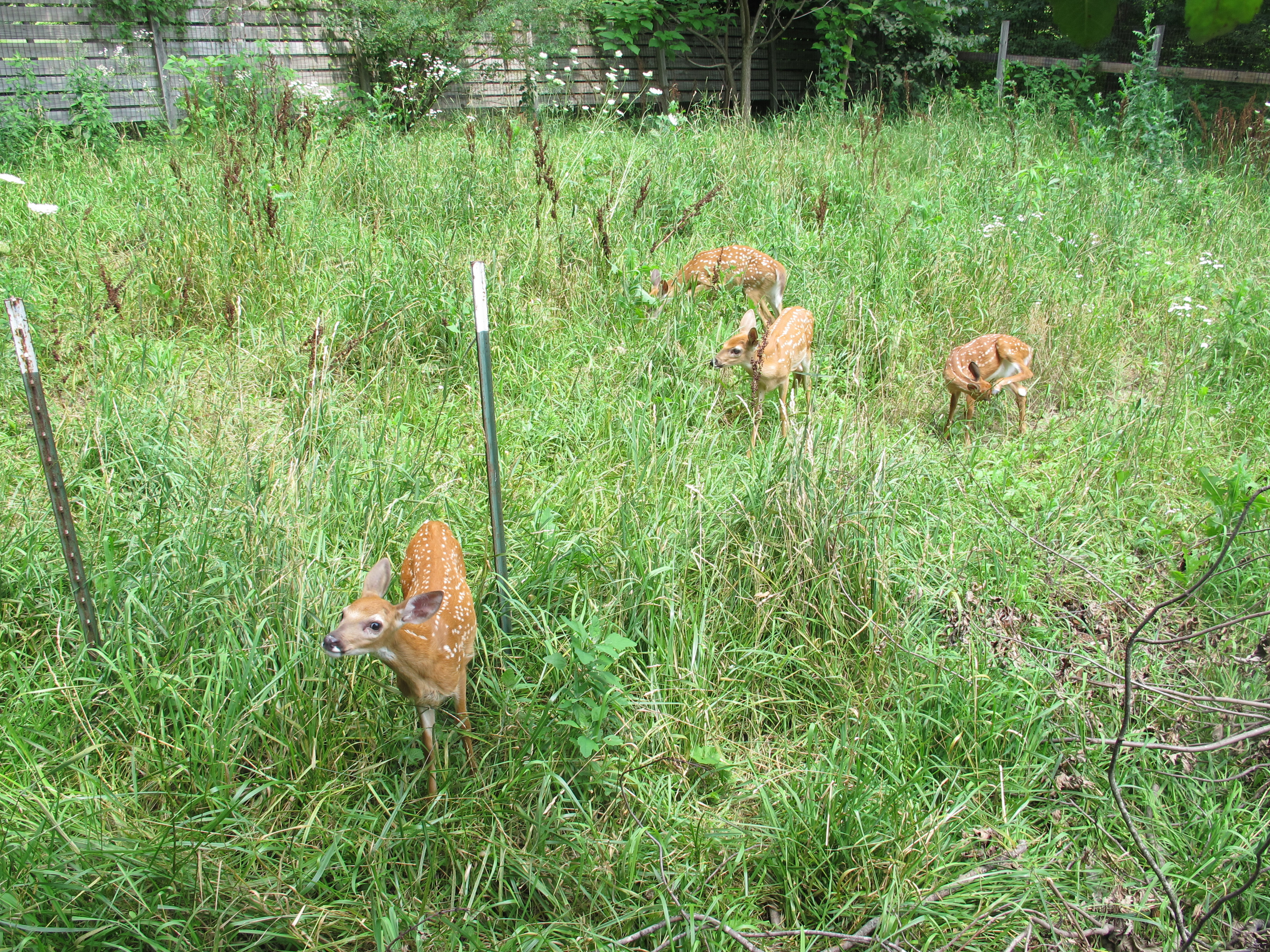 Fenced In Fawns 3