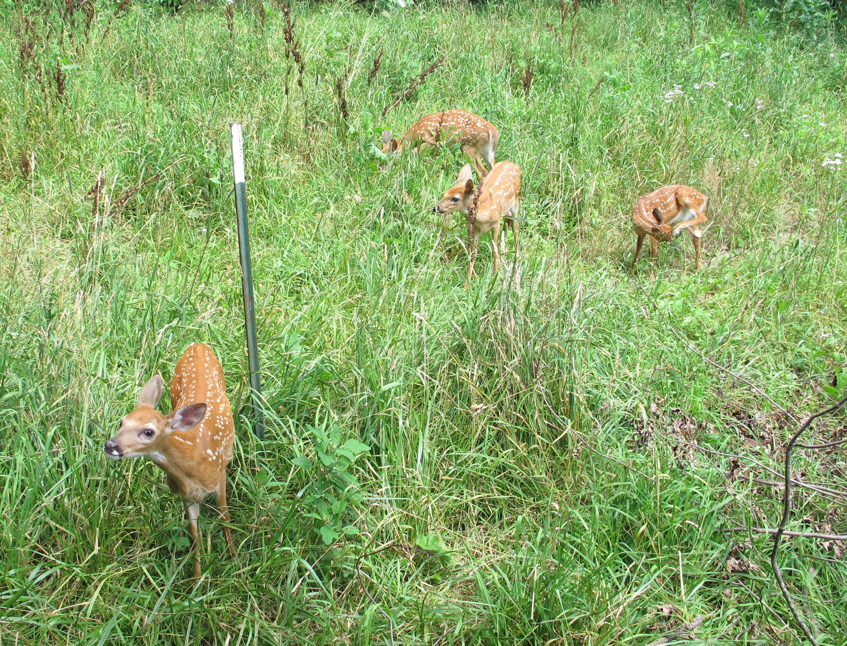 Fenced In Fawns 3a