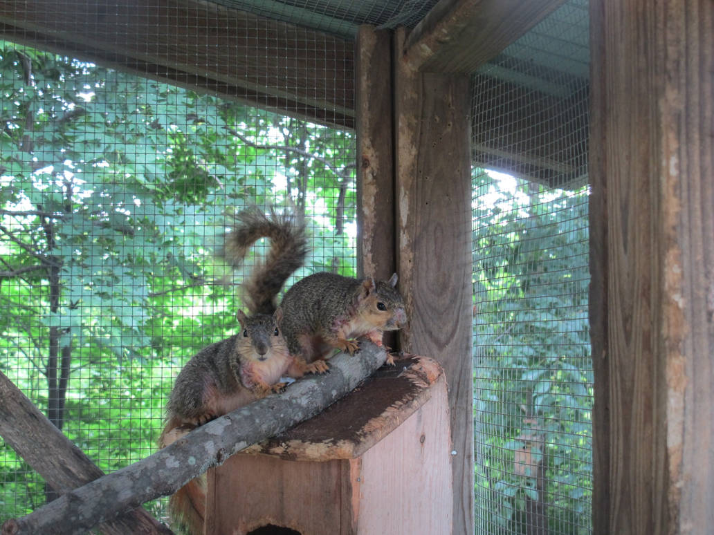 Young Gray Squirrels by Windthin