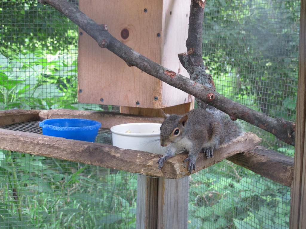 Young Gray Squirrel by Windthin