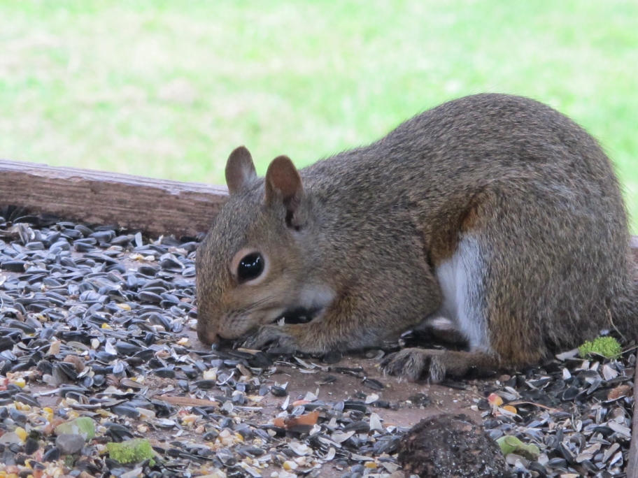 Gray Squirrel 3 by Windthin