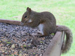 Gray Squirrel 4 by Windthin