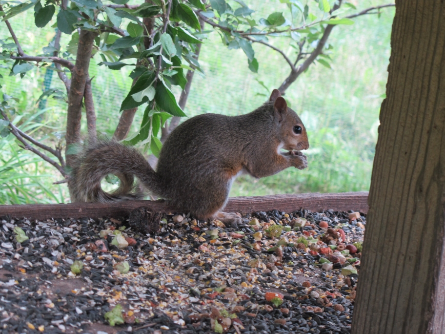 Gray Squirrel 6