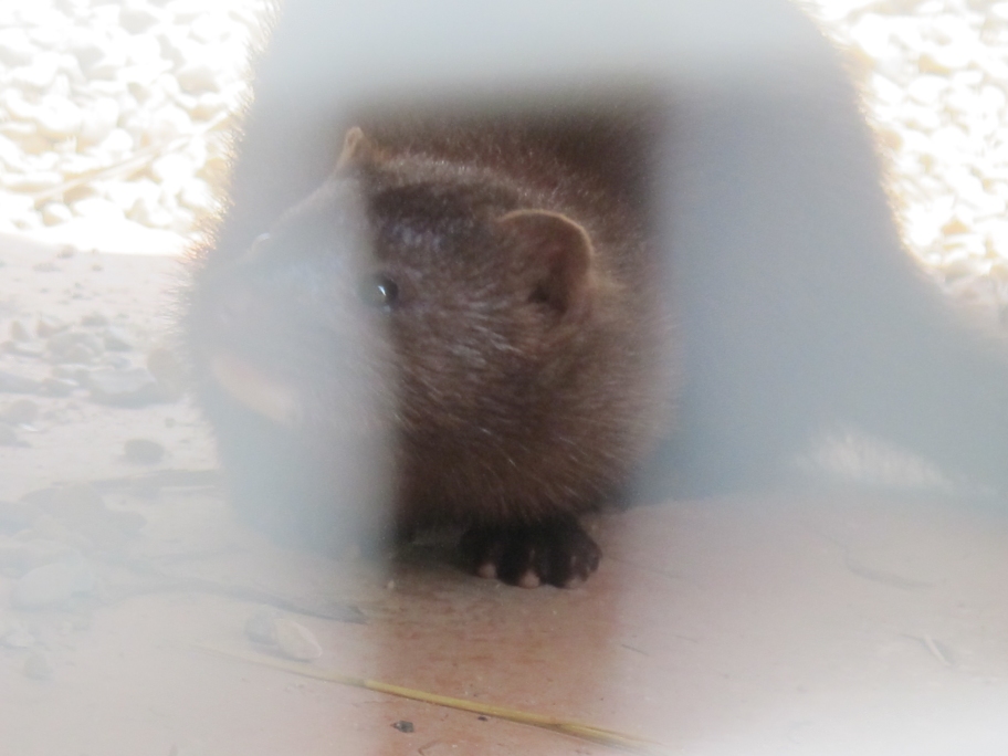 Baby Mink 1