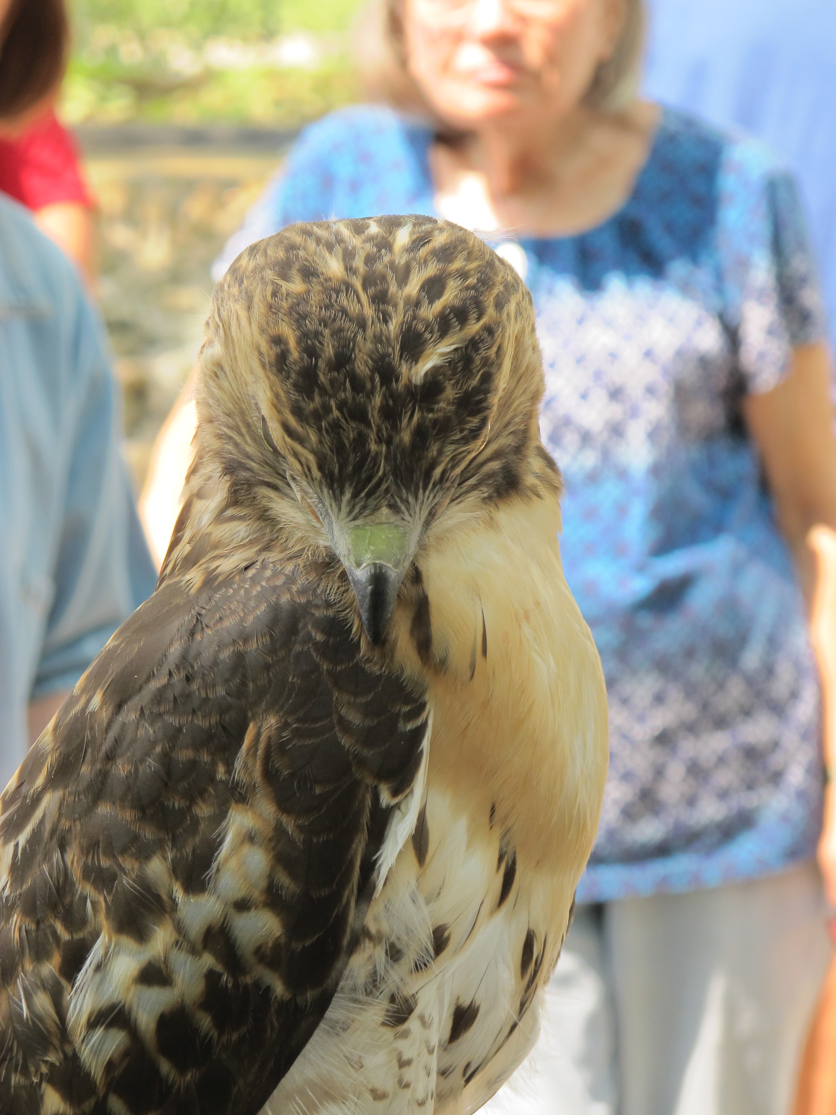 Eragon the Red-Tailed Hawk 3