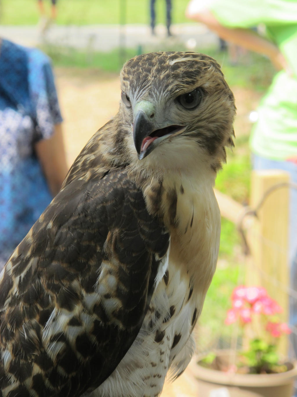 Eragon the Red-Tailed Hawk 4c