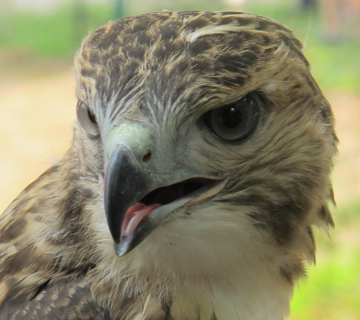 Eragon the Red-Tailed Hawk 4e