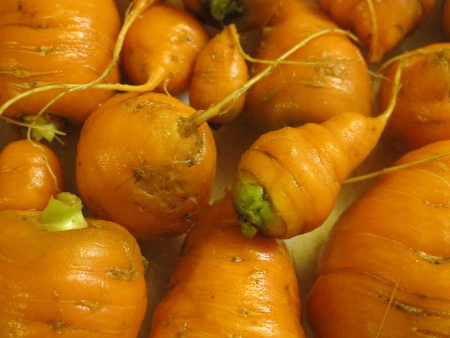 Stubby Carrots 3