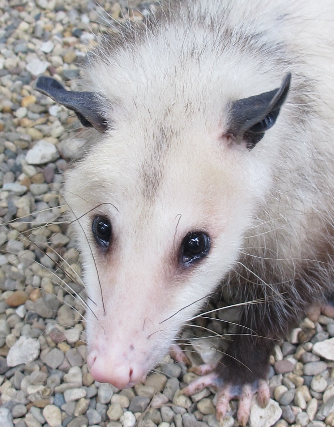 Momma Possum 1b