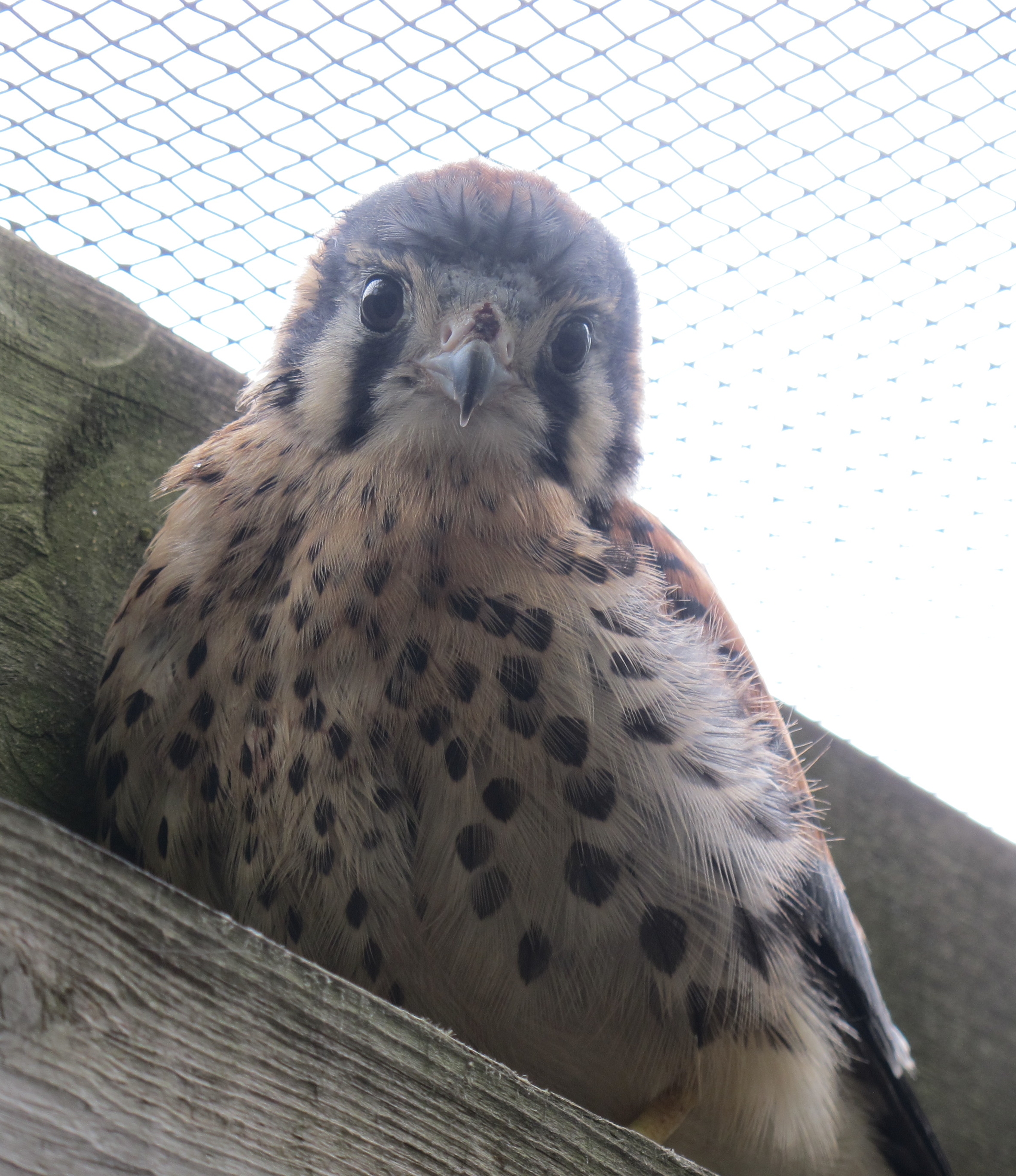 American Kestrel 1a