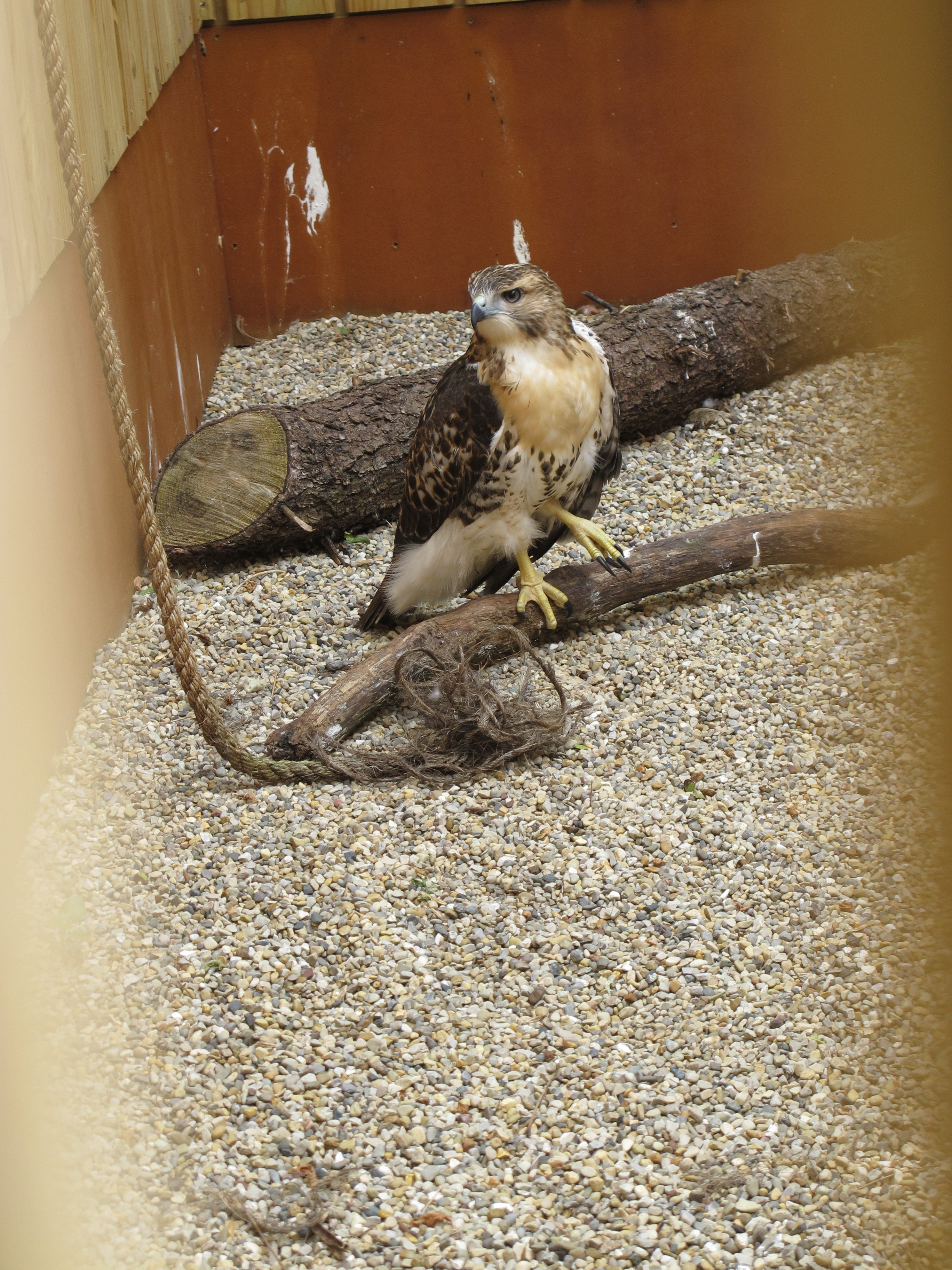 Eragon the Red-Tailed Hawk 2