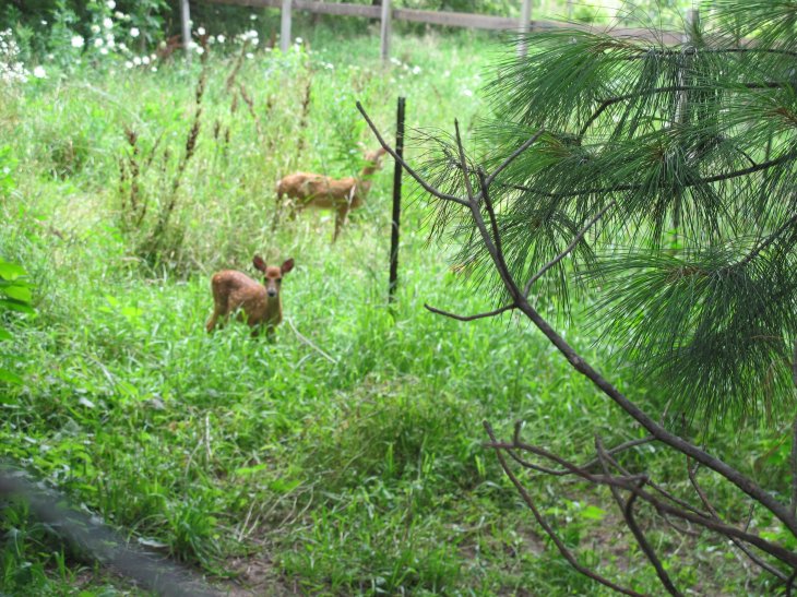 Orphaned Fawns 1