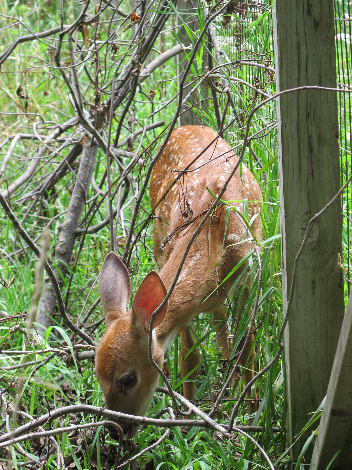 Orphaned Fawns 15a