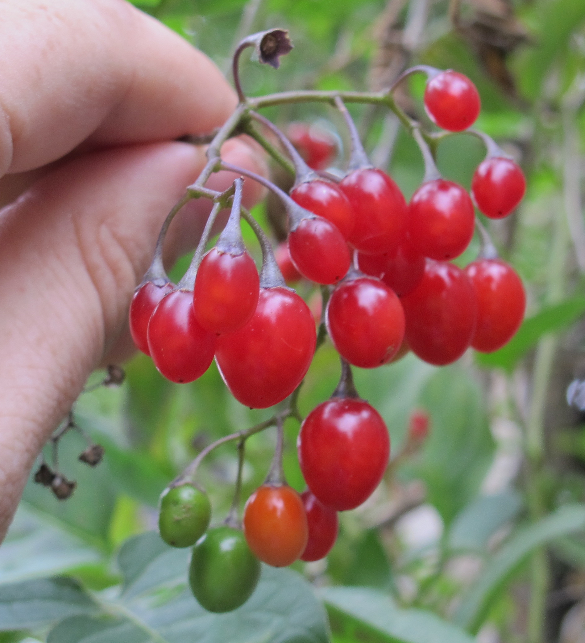 Bittersweet Nightshade Berries 1a