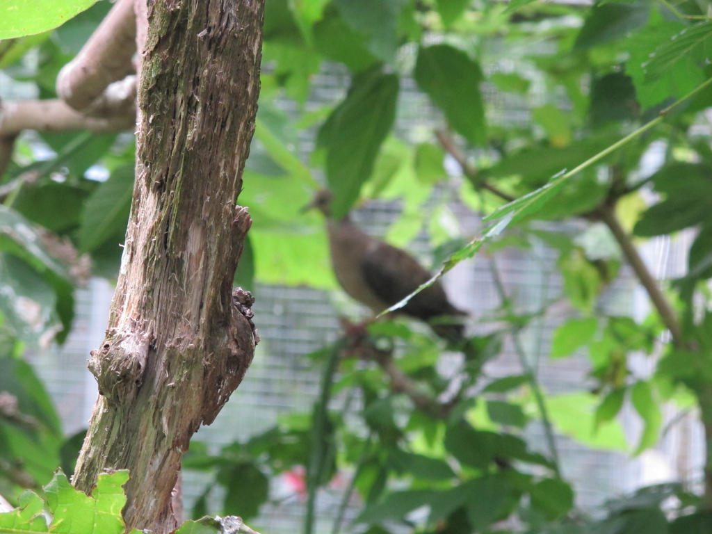 Mourning Dove Through the Leaves