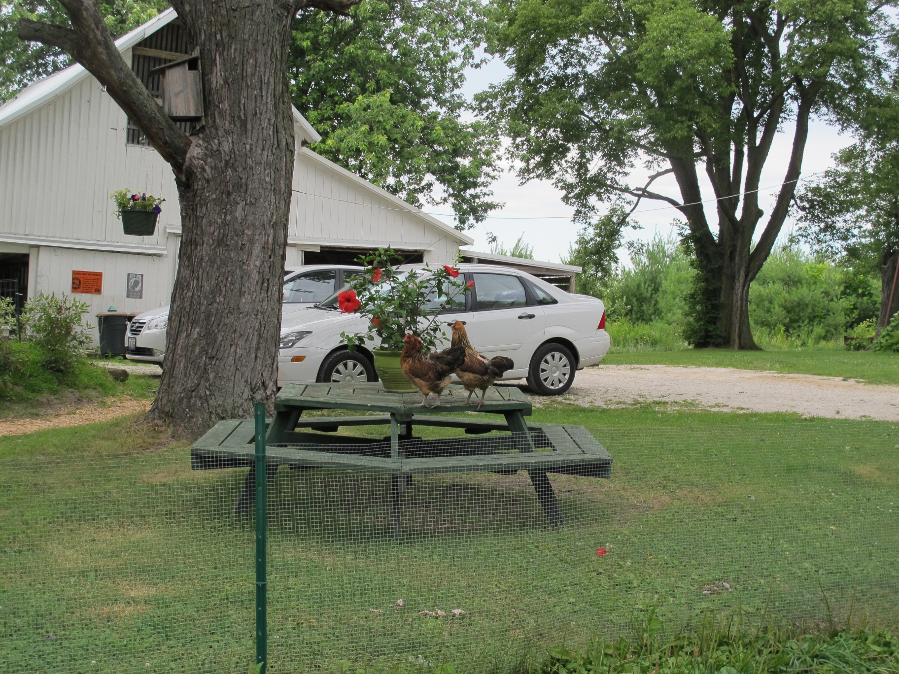 Two Hens on a Picnic Table 1