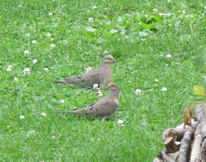 At the Feeder 23