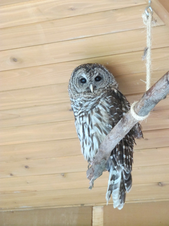 Hamlet the Barred Owl 1