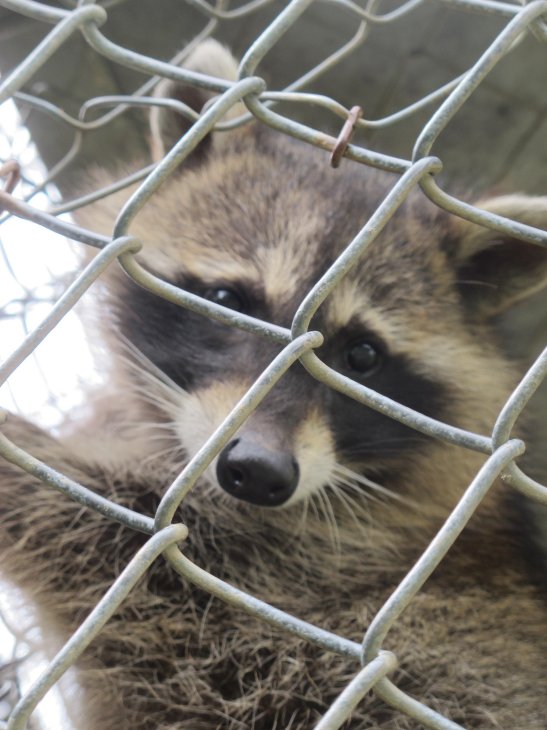 Young Raccoons 6