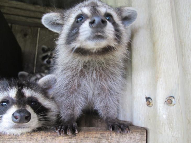 Young Raccoons 37