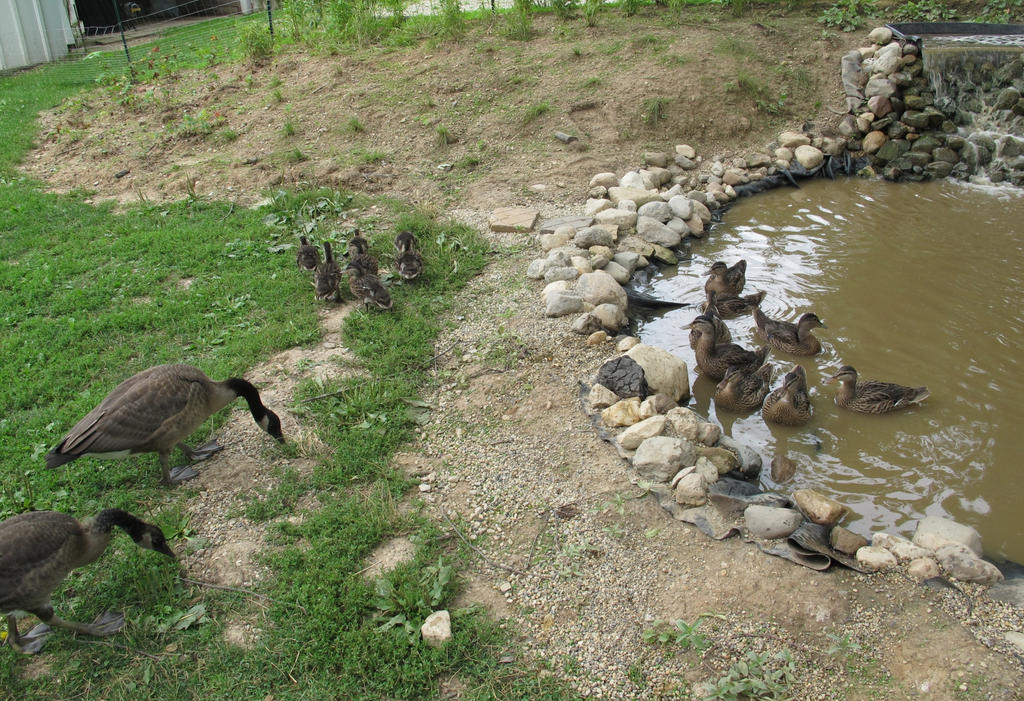 Orphaned Goslings and Ducklings 1b