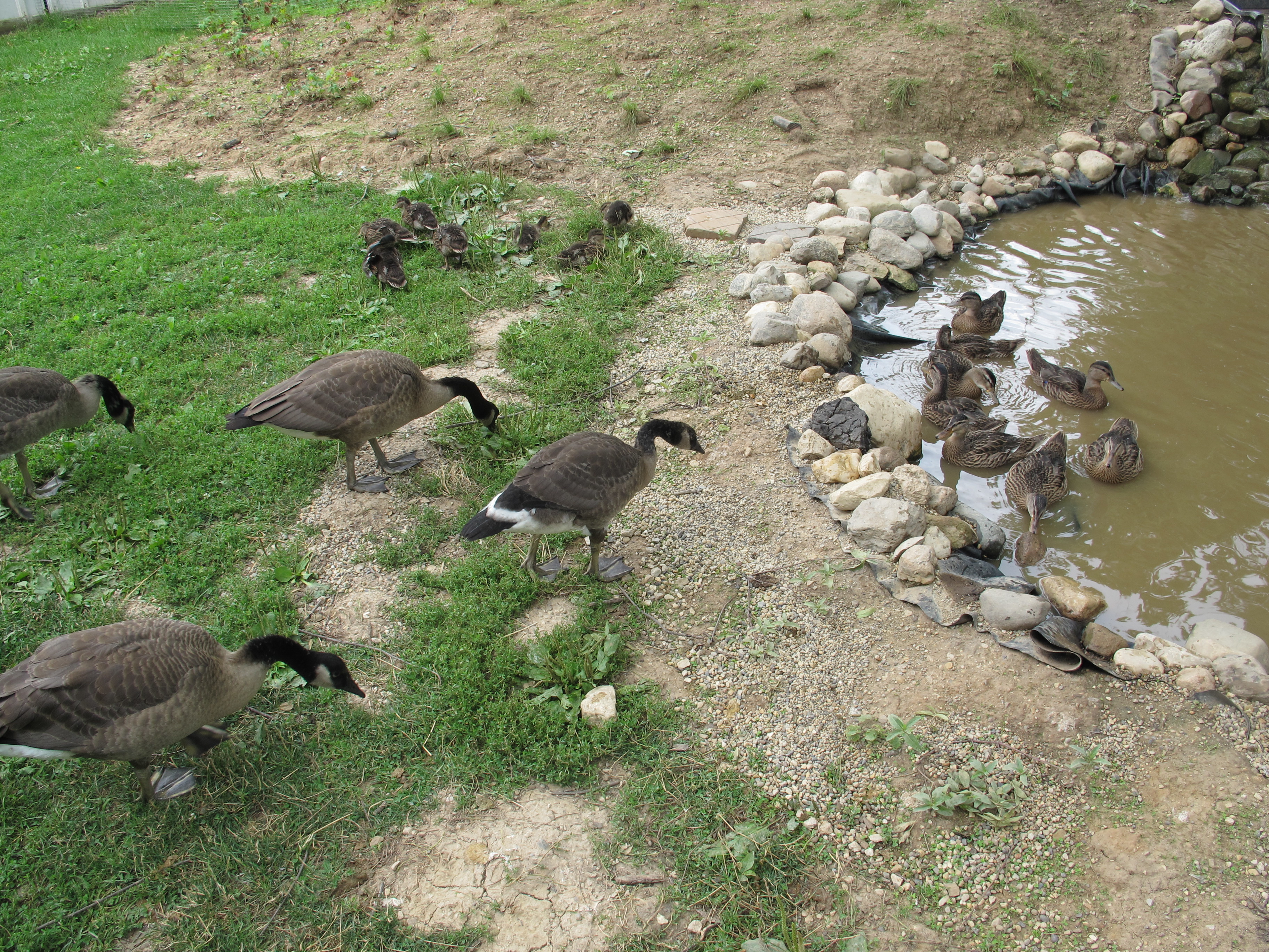 Orphaned Goslings and Ducklings 2