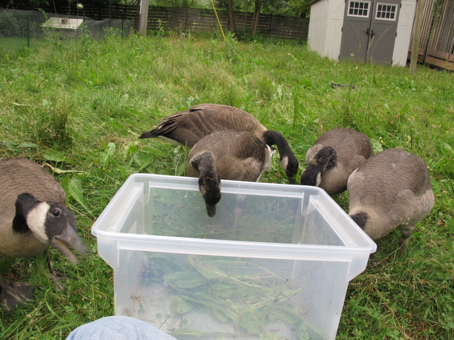 Gosling Helpers 2