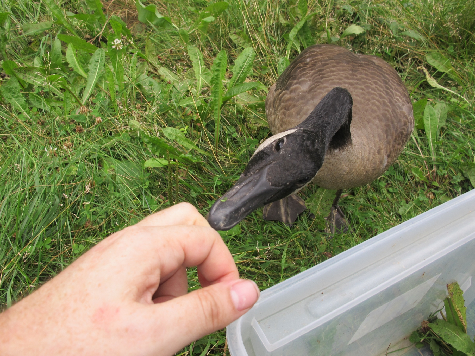 Gosling Helpers 3a