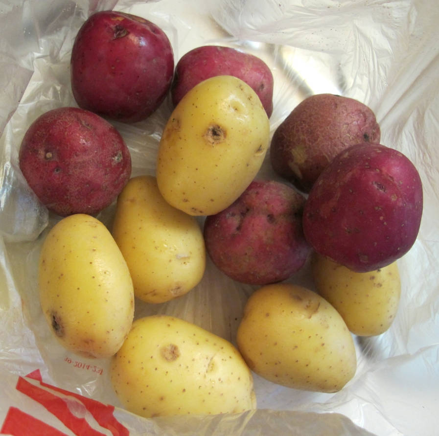 Red and Yellow Potatoes by Windthin on DeviantArt