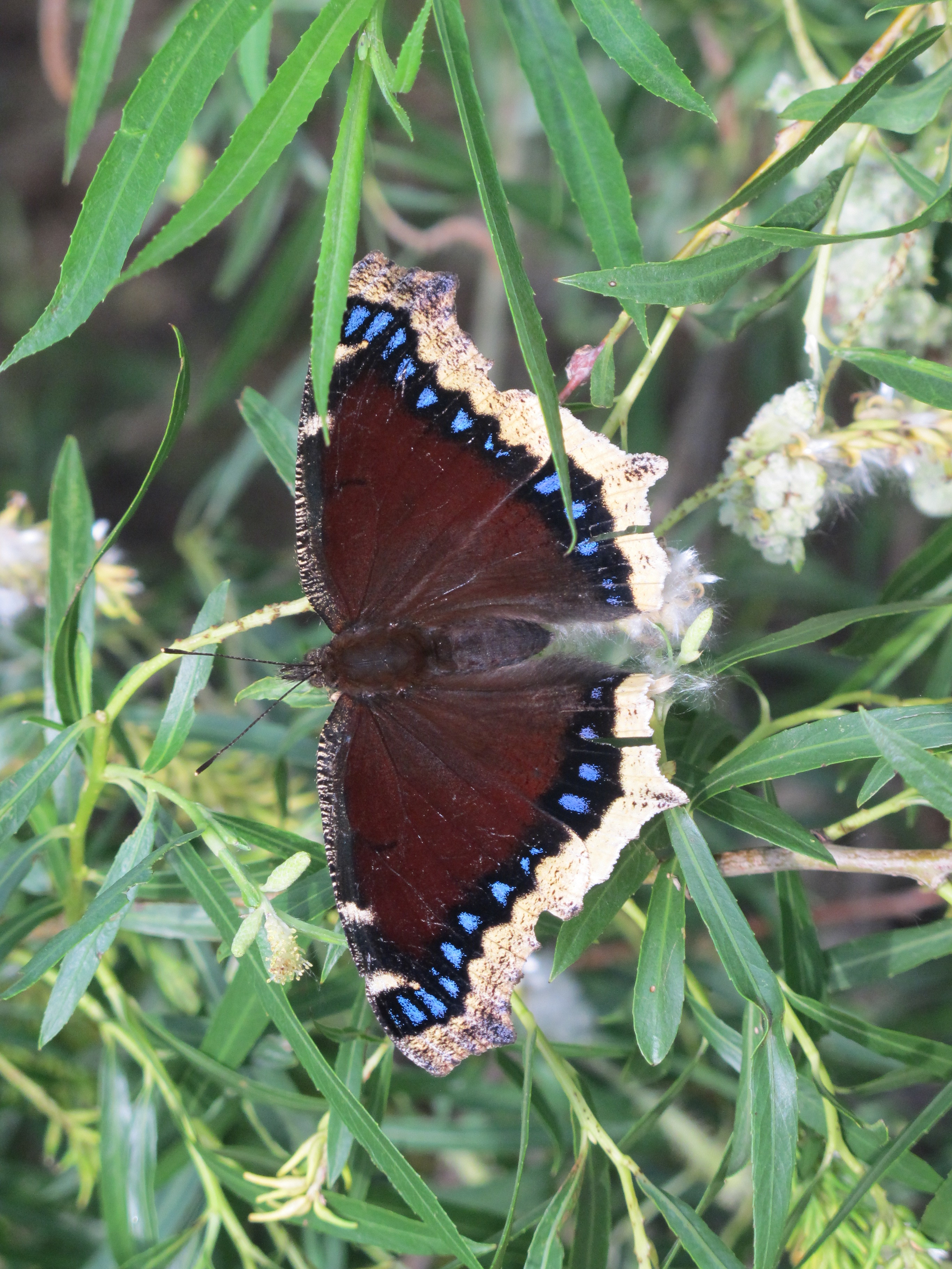 Mourning Cloak Butterfly 3