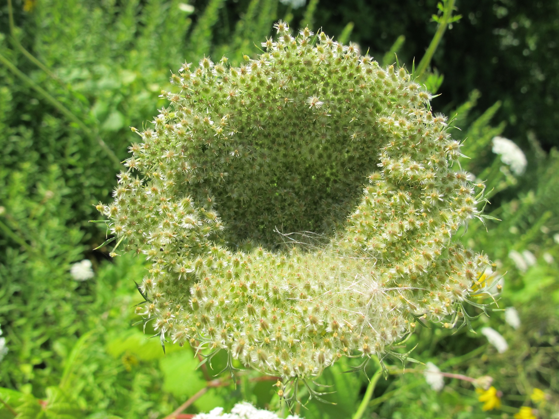 A Bowl of Queen Anne's Lace 2a