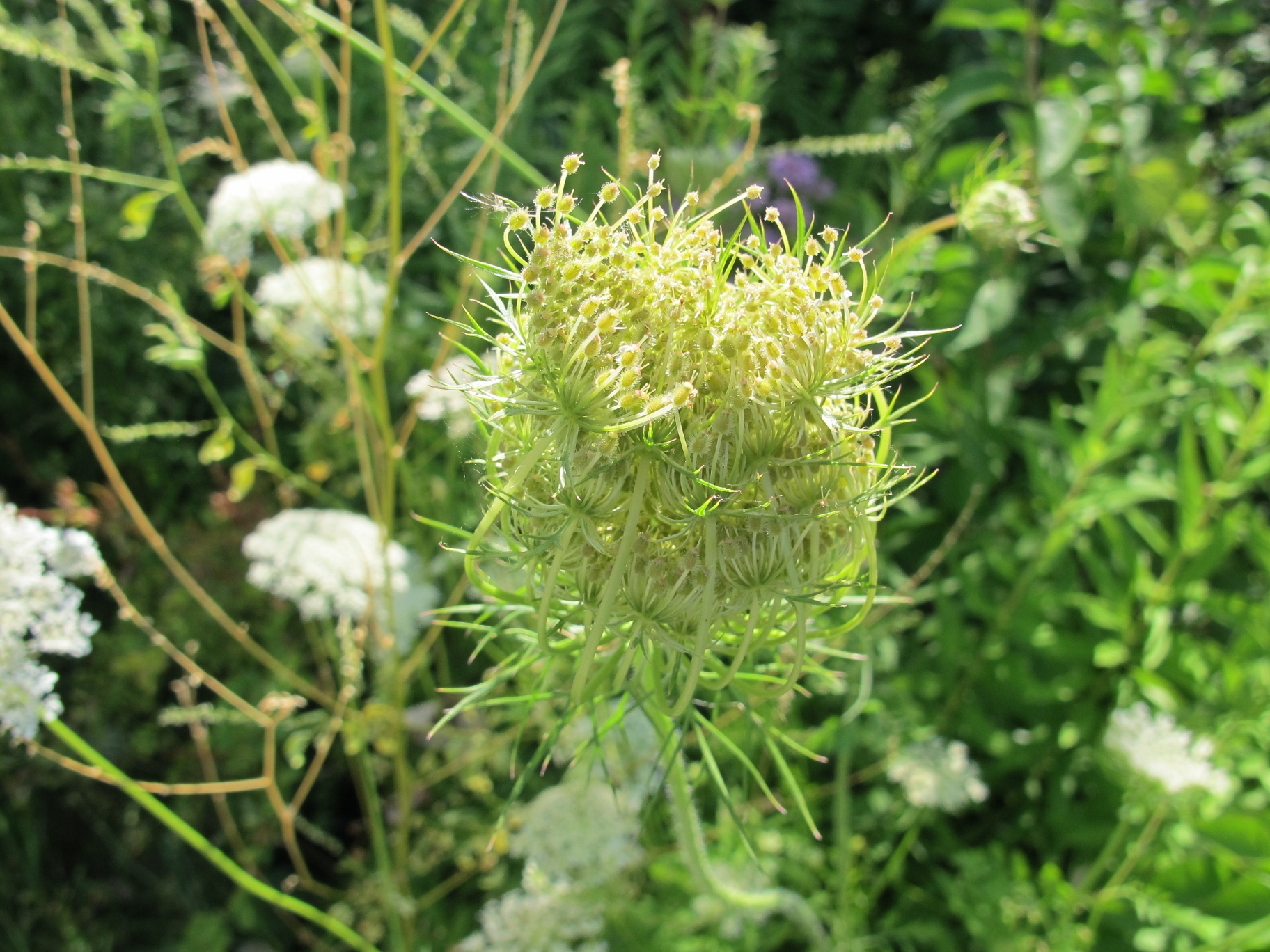 Queen Anne's Lace 1