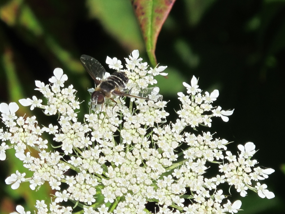 Queen Anne's Lace and Bee Fly