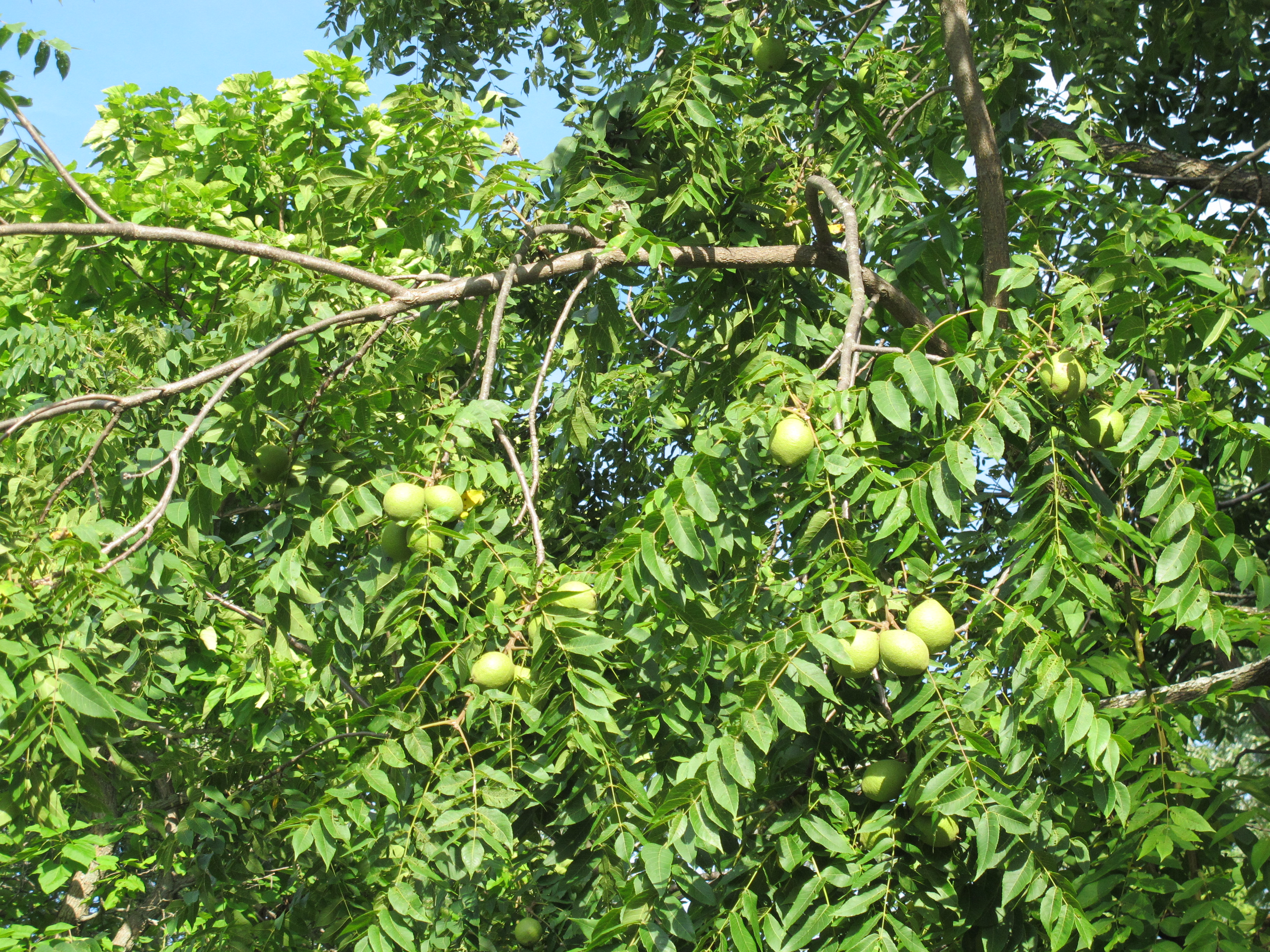 Walnut Trees 1