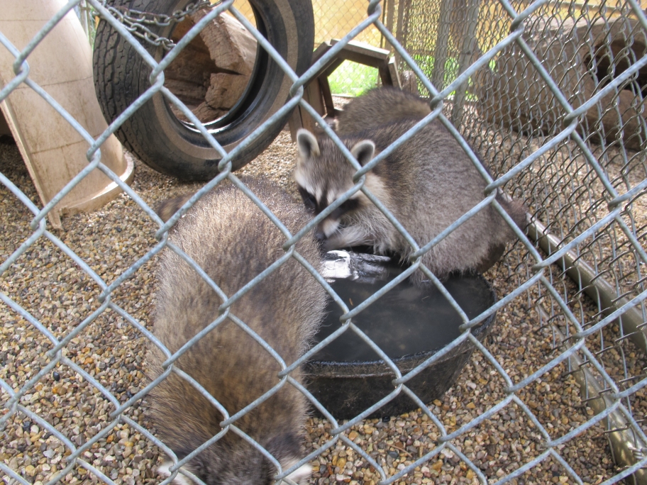 Young Raccoons 9