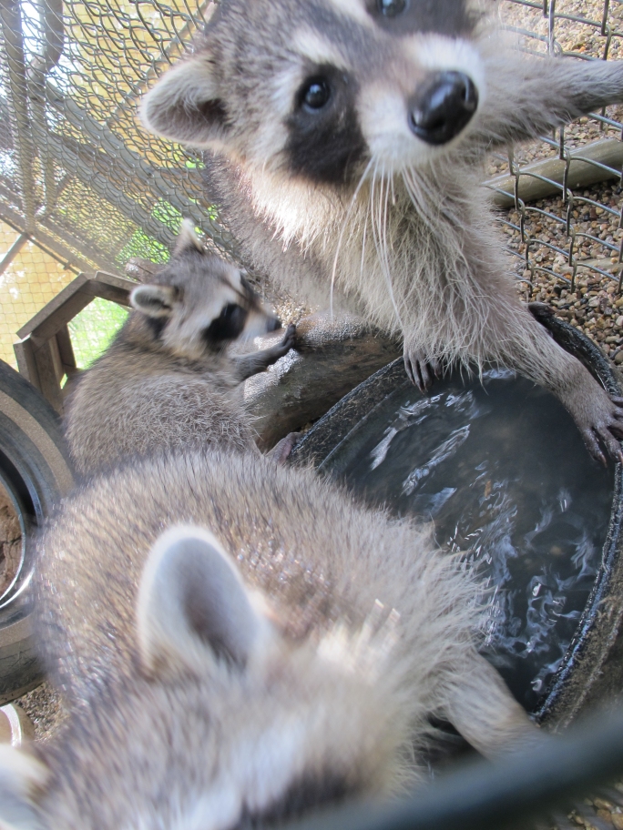 Young Raccoons 11