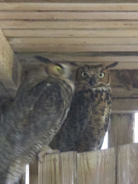 Young Great Horned Owls 2