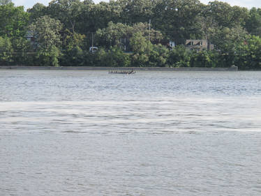 Double-Crested Cormorants on the Rock River 1