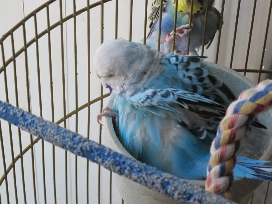 Bathing Budgies 6