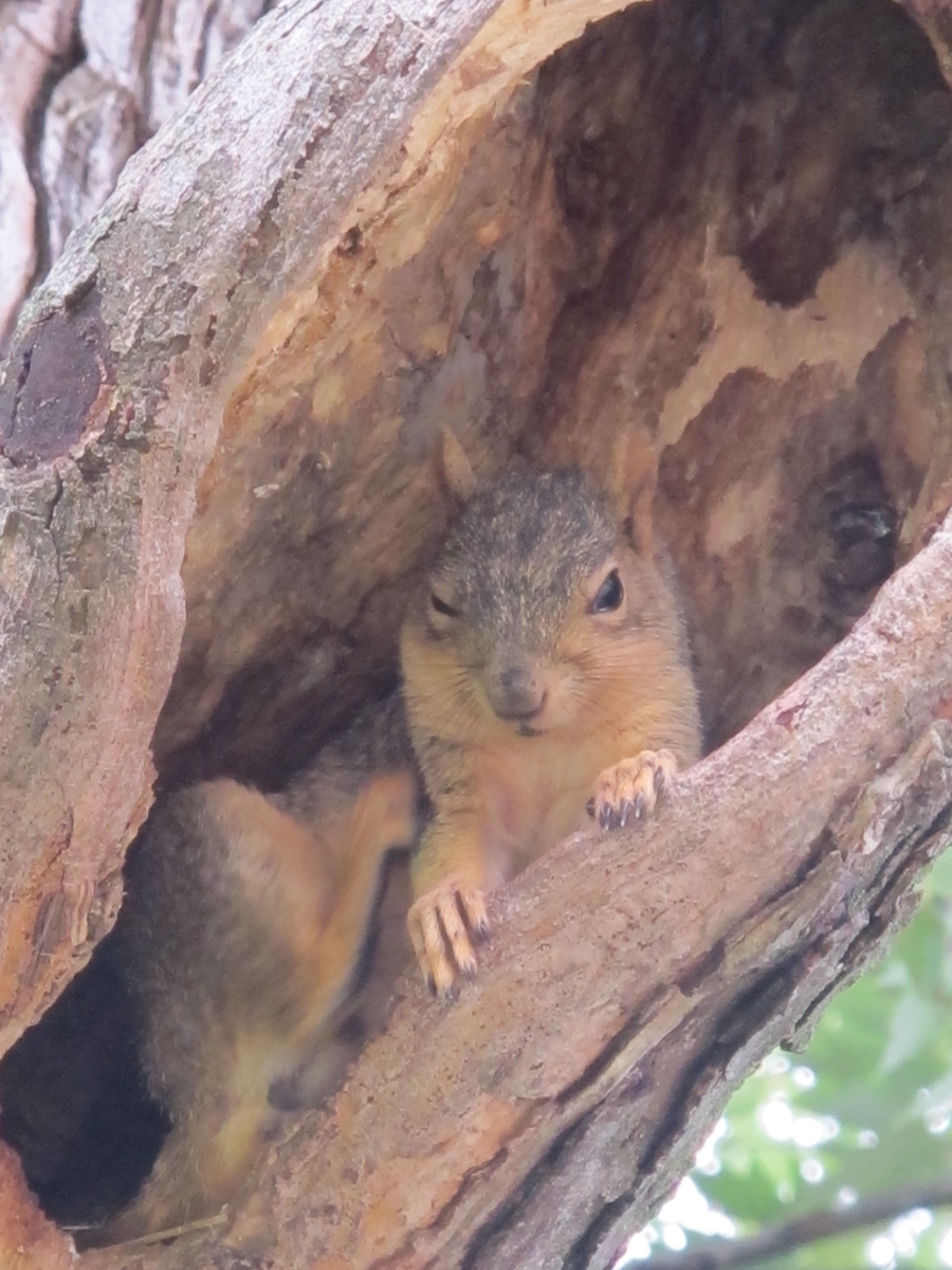 Squirrel Fortress 10