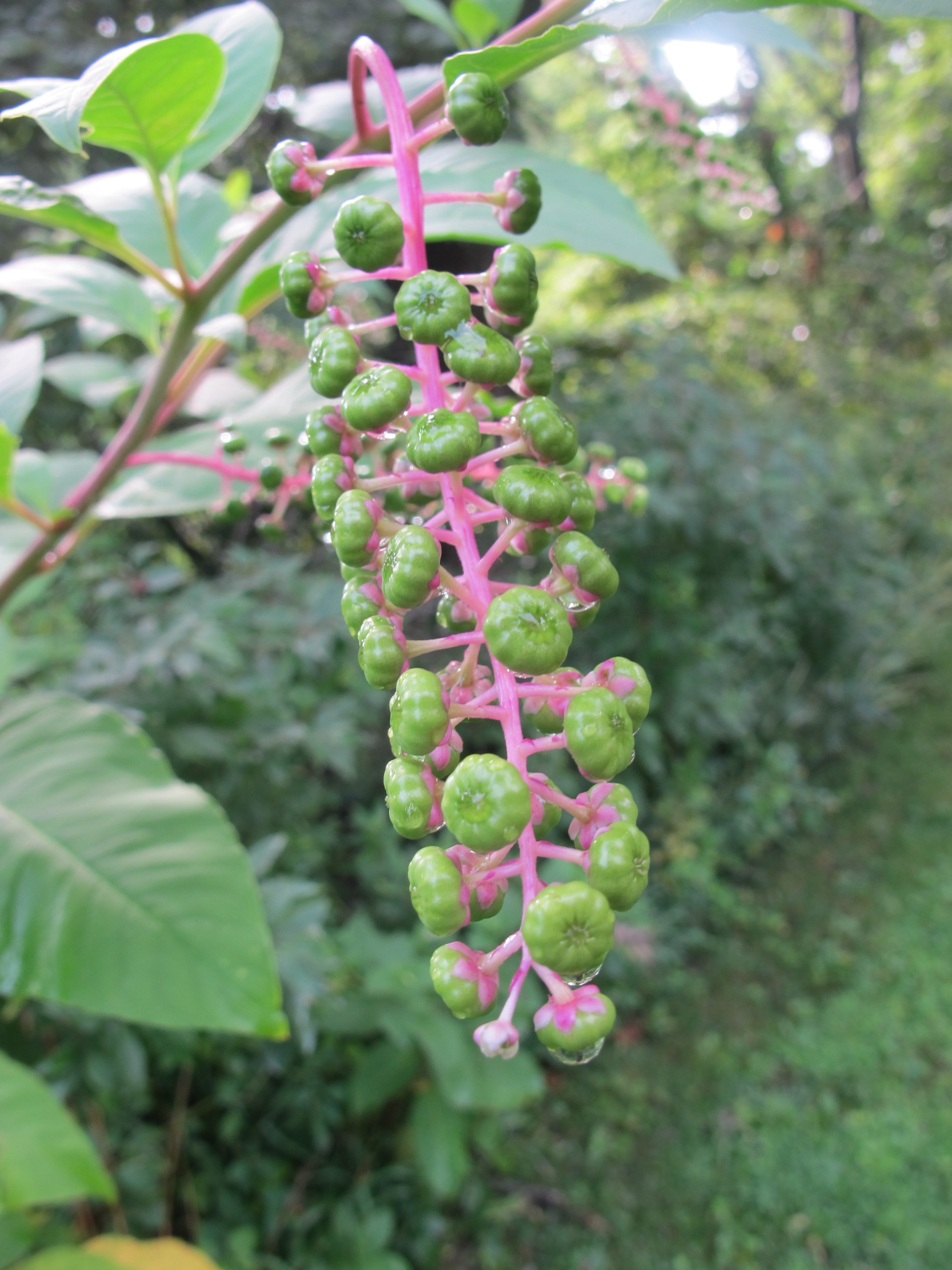 Green Berries