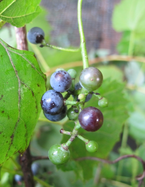 Wild Grapes 1a