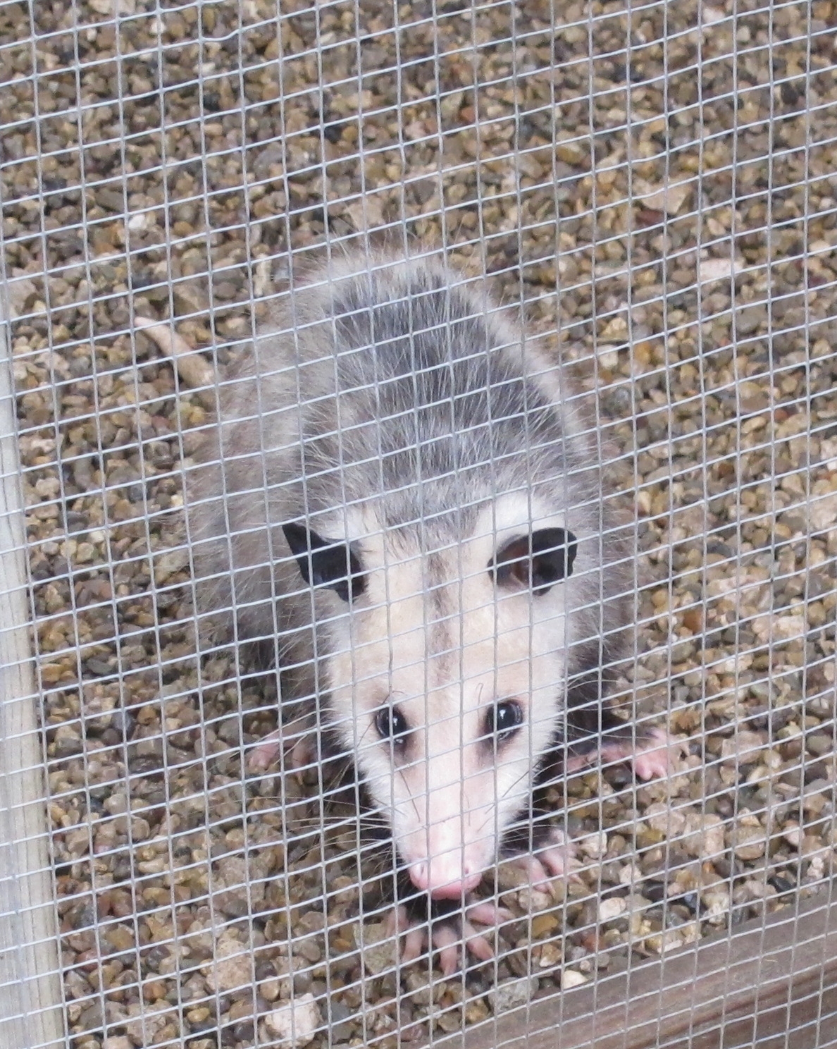 Momma Possum 1a