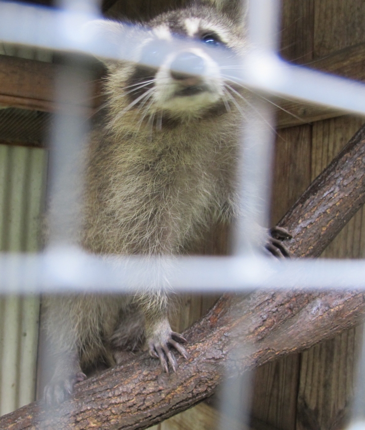 Last Look at Last Year's Raccoons 20