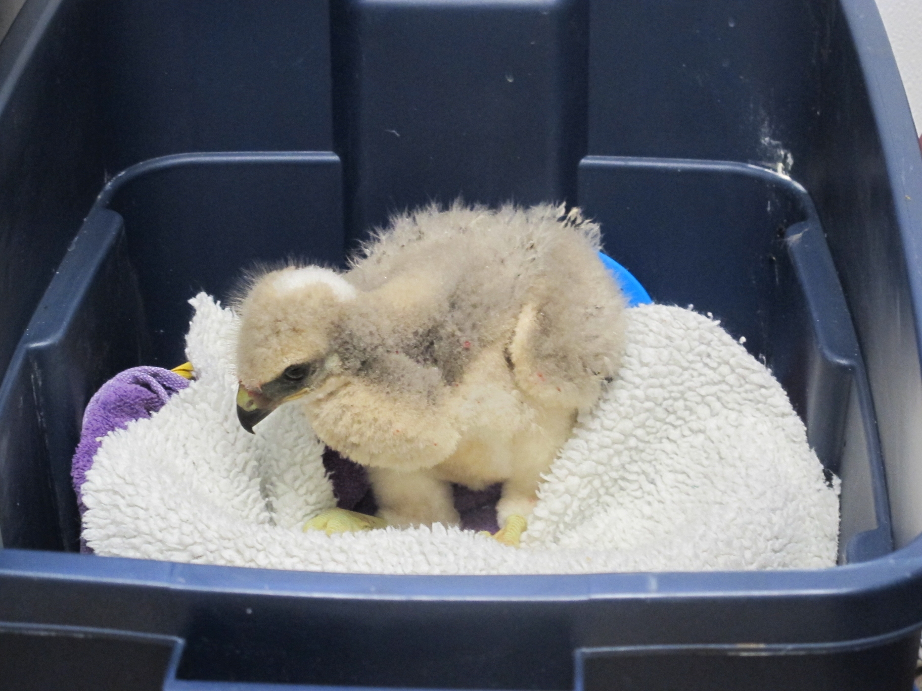 Baby Red-Tailed Hawk 3