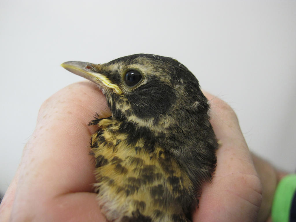 A Bird in the Hand 6a