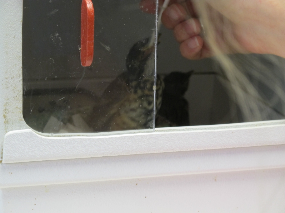 Feeding a Baby Robin